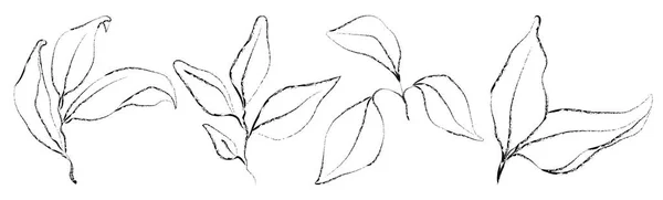 Conjunto vectorial de plantas dibujadas a mano. Bosquejo botánico — Vector de stock