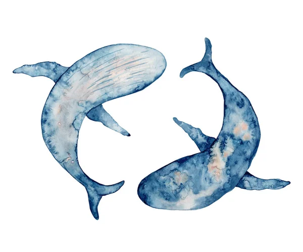 Ballenas azules acuarela ilustración. Pintura dibujada a mano sobre fondo blanco . — Foto de Stock