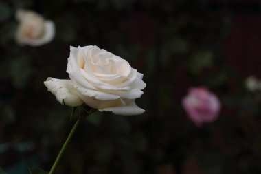 Güzel gül çiçeği 