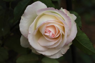 Güzel gül çiçeği 