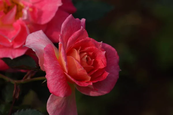 아름다운 장미꽃 — 스톡 사진