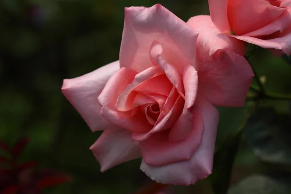 Piękna róża kwiat w ogrodzie, księżniczka Aiko — Zdjęcie stockowe