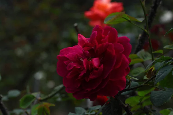 Beautiful Rose flower — Stock Photo, Image
