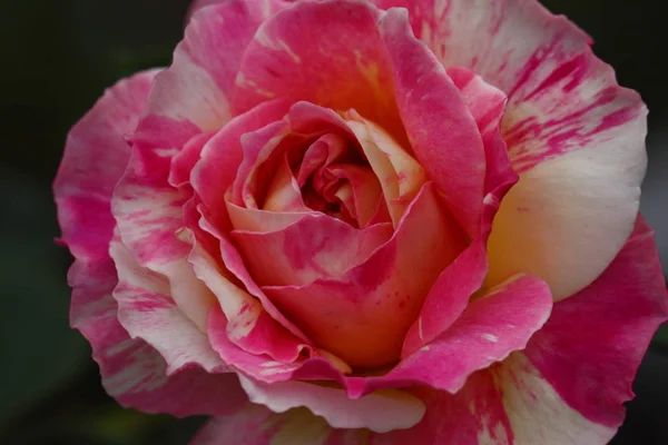 Hermosa flor de rosa — Foto de Stock