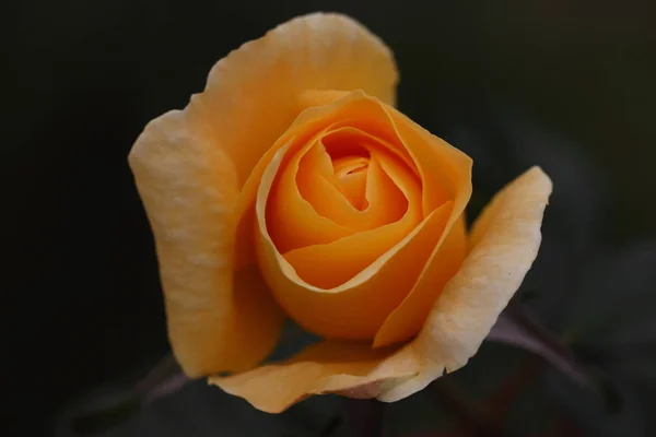 Hermosa flor de rosa — Foto de Stock