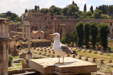 Seagal Roma Forumu, Roma, İtalya İtalyanca Foro Romano. 