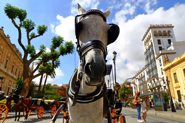 Jízda Koni Krásnou Barevnou Ulicí Sevilly Andalusie Španělsko — Stock fotografie