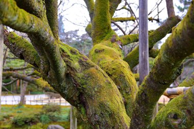 Kenroku-en Kanazawa, Ishikawa, Japonya 'da, Japonya' nın üç büyük bahçesinden biri..