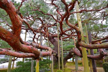 Kenroku-en Kanazawa, Ishikawa, Japonya 'da, Japonya' nın üç büyük bahçesinden biri..