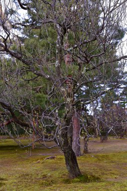 Kenroku-en Kanazawa, Ishikawa, Japonya 'da, Japonya' nın üç büyük bahçesinden biri..