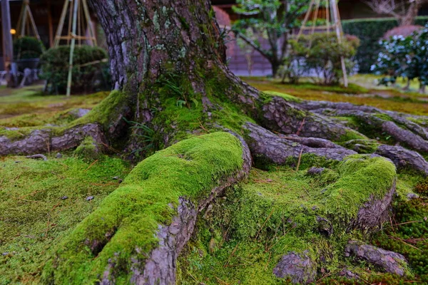 Kenroku Situé Kanazawa Ishikawa Japon Des Trois Grands Jardins Japon — Photo