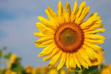 Ayçiçeği alanda yakın çekim