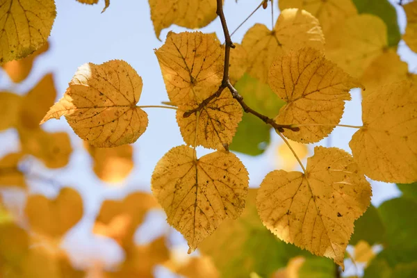 Podzim Podzimní Listy Stromech Modrém Pozadí Oblohy Žluté Listy Textury — Stock fotografie