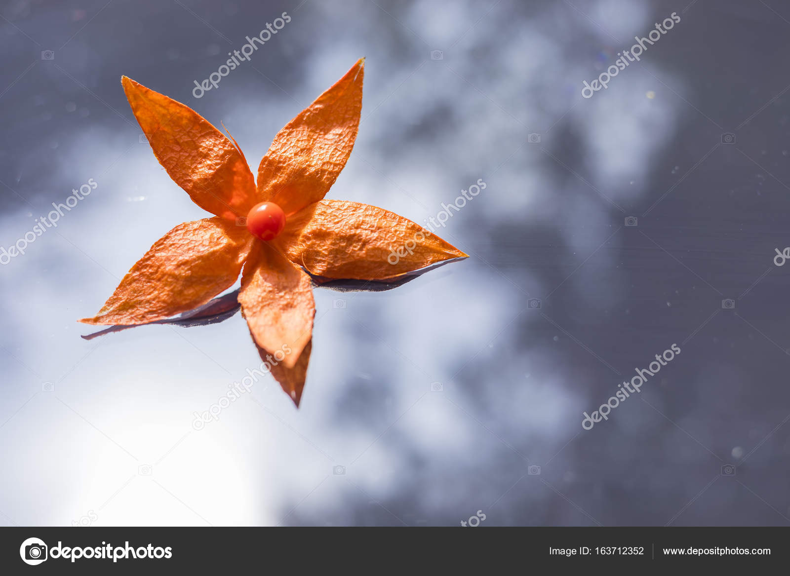 すべての美しい花の画像 50 素晴らしいサイサリス 花 すべての美しい花の画像 50 素晴らしいサイサリス 花
