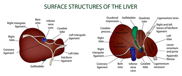 Estructuras superficiales del hígado — Archivo Imágenes Vectoriales