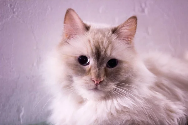 Unusual close-up cat portrait, Textured white background — Stock Photo, Image