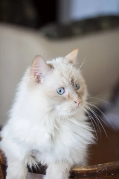 Gato doméstico com olhos azuis turquesa . — Fotografia de Stock