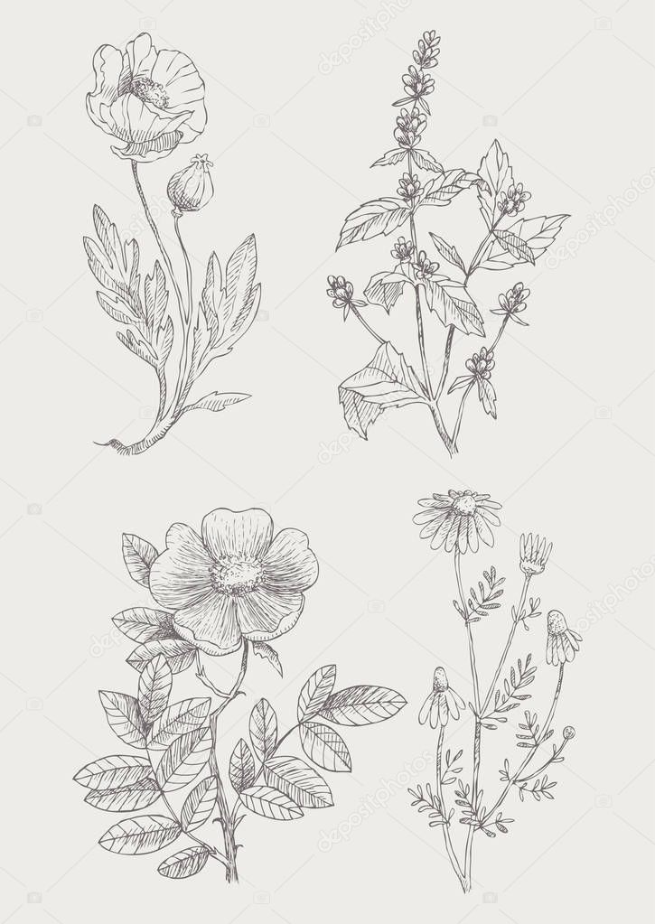 Vintage botanical illustration flowers set