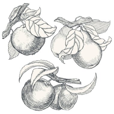 Son derece detaylı elle çizilmiş meyve kümesi.