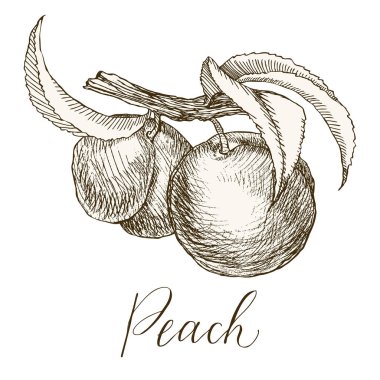 Son derece detaylı elle çizilmiş şeftali.