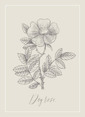 Vintage illüstrasyon. Çiçek veya vahşi köpek-gül gül