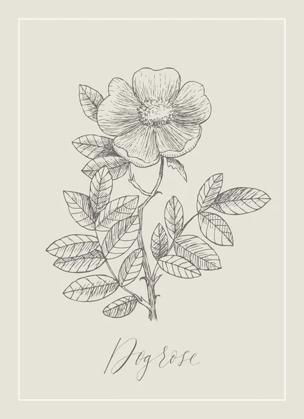 Vintage illustratie. Bloem-hondsroos, of wild rose — Stockvector