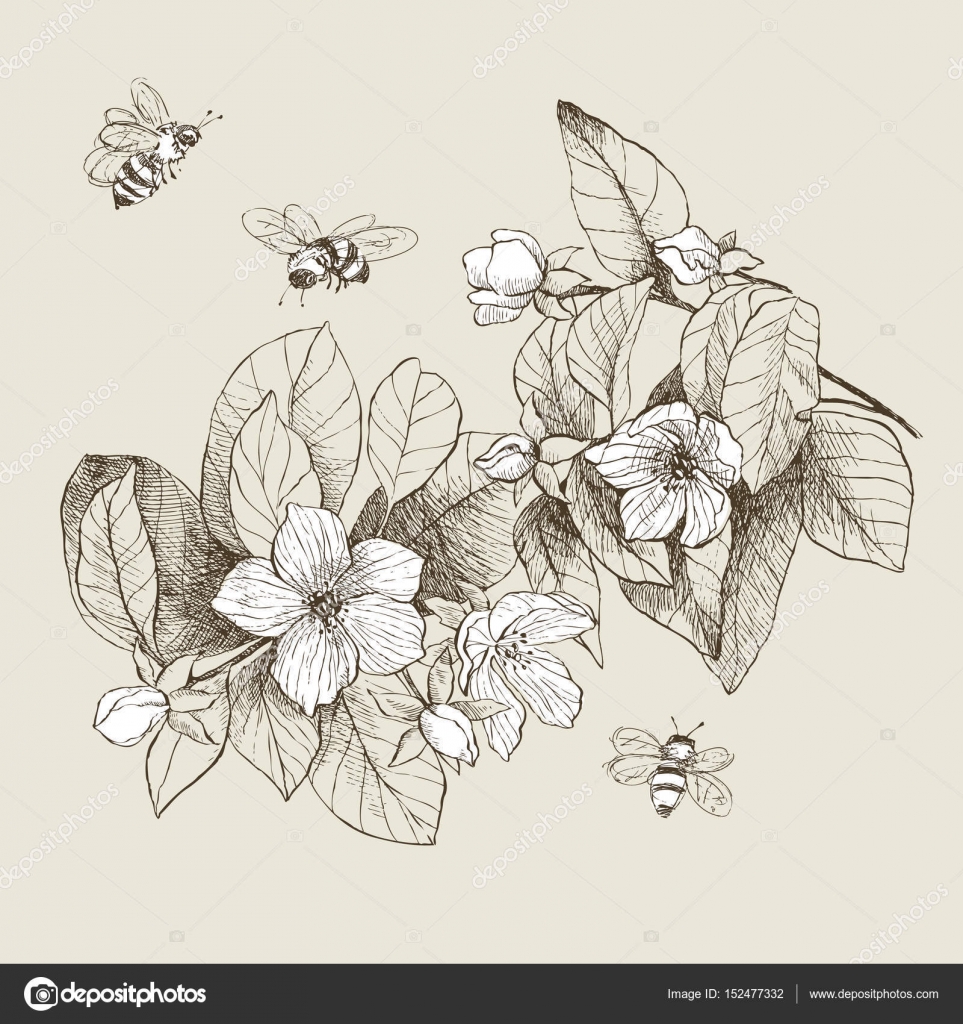 Vintage Botanical Illustration Blossom Flowers With Bees Vector Image By C Ledepict Gmail Com Vector Stock Vintage Botanical Illustration Blossom Flowers With Bees Vector Image By C Ledepict Gmail Com Vector Stock