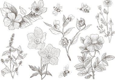 Vintage botanik çizim çiçek çiçekler ayarla