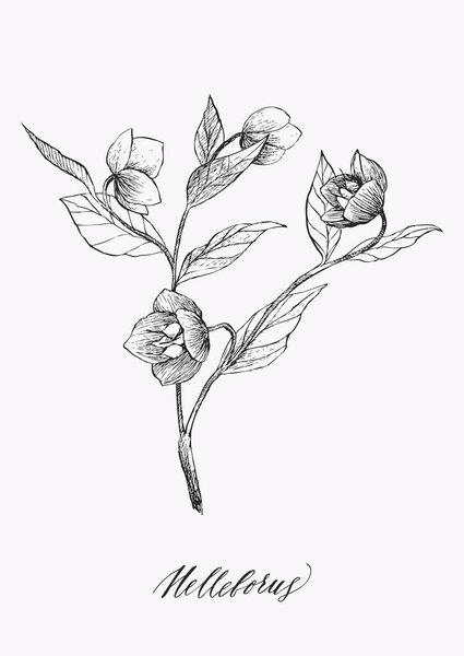 Vintage botanical illustration blossom flower. Helleborus