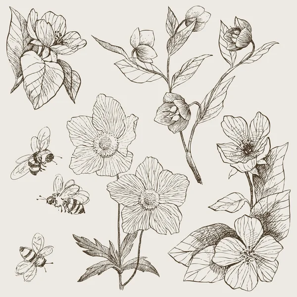 Vintage botaniska illustration blommor set — Stock vektor