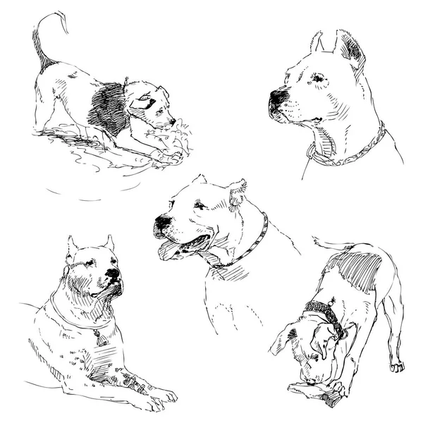 Eine Sammlung von Skizzen Hunderassen. Vereinzelte Handzeichnungen. Tierkonzept — Stockvektor