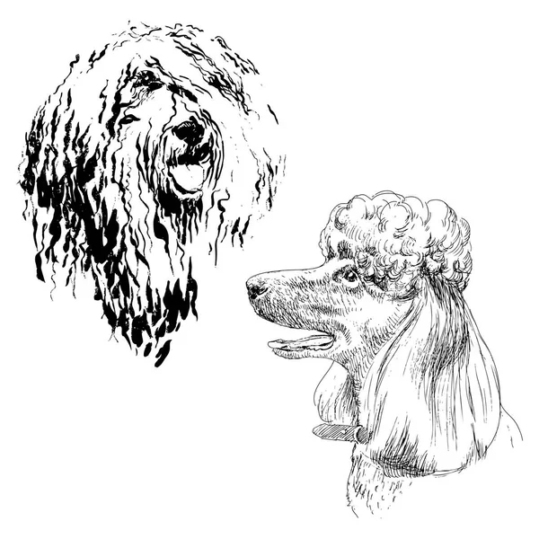 Çizimler cins köpekler topluluğu. İzole el çizimleri. Hayvan kavramı — Stok Vektör