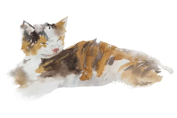 可爱的创辉熟睡中的猫在白色背景上分离。水彩画。水彩的概念。动物的概念 — 图库照片