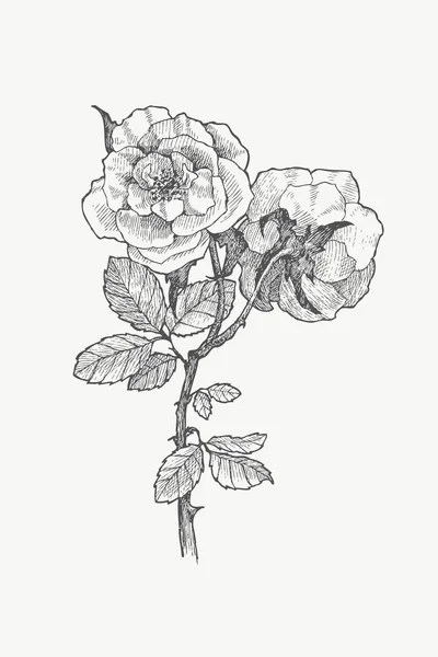 ヴィンテージ植物イラスト花。花のコンセプトです。ボタニカのコンセプトです。ベクター デザイン. — ストックベクタ