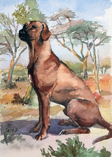 Ridgeback Razza di cane. Illustrazione originale ad acquerello. Disegno a mano Art. Concetto di acquerello. Concetto animale . — Foto Stock