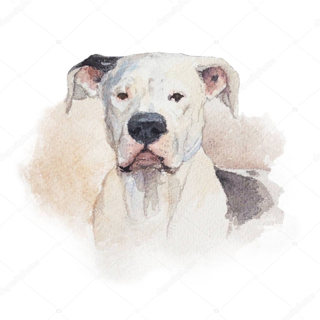 Watercolor artistic dog portrait isolated on white background. Cute pet animal hand drawn. Animal concept. Watercolor concept.