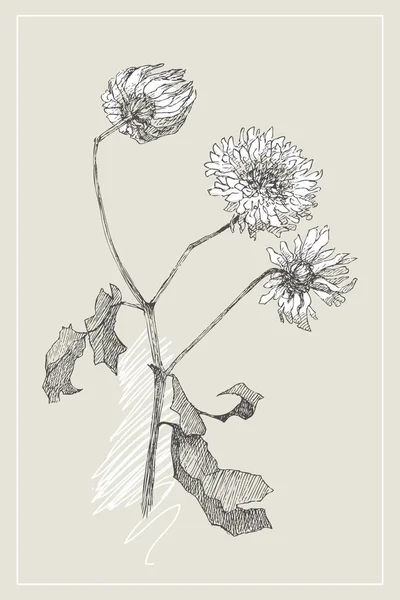 Flor de ilustración botánica vintage. Concepto floral. Concepto botánico. Diseño vectorial . — Archivo Imágenes Vectoriales