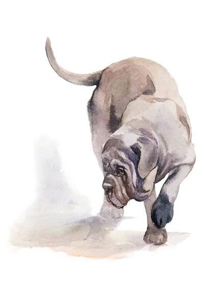 Aquarell künstlerisches Hundeporträt isoliert auf weißem Hintergrund. niedliches Haustier von Hand gezeichnet. Tierkonzept. Aquarell-Konzept. — Stockfoto