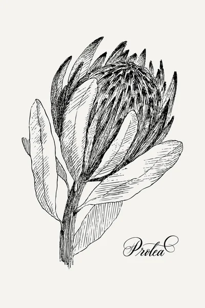 ヴィンテージ植物イラスト花プロテア。花のコンセプトです。ボタニカのコンセプトです。ベクター デザイン. — ストックベクタ