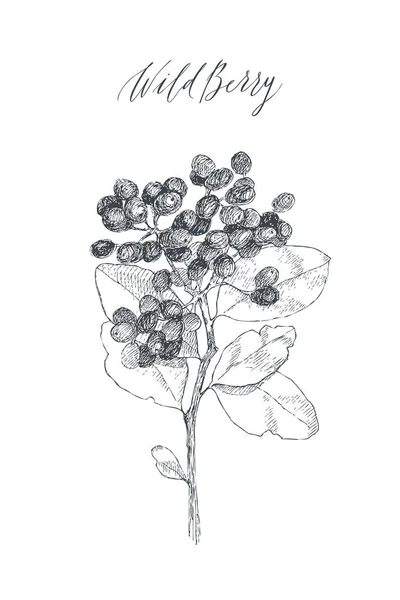Винтажная ботаническая иллюстрация цветочный антур. Концепция цветов. Концепция ботаники. Векторный дизайн . — стоковый вектор