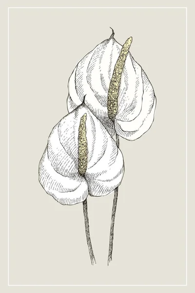 Ilustración botánica vintage flor anthurium. Concepto floral. Concepto botánico. Diseño vectorial . — Vector de stock