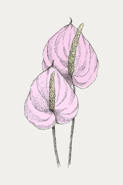 Vintage botanische Illustration Blume Anthurium. Blütenkonzept. Botanica-Konzept. Vektordesign. — Stockvektor