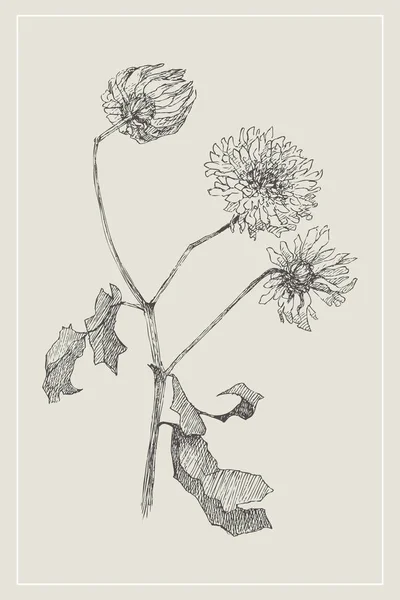 Vintage botanische Illustration Blume. Blütenkonzept. Botanica-Konzept. Vektordesign. — Stockvektor