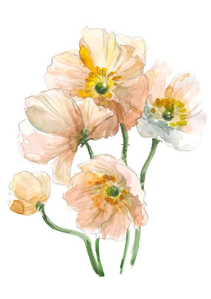 पिवळा गुलाबी खसखस फूल. वॉटरकलर फुलांचे स्पष्टीकरण. बोटॅनिकल सजावटीचा घटक. फुलांची संकल्पना. बोटॅनिका संकल्पना . — स्टॉक फोटो, इमेज