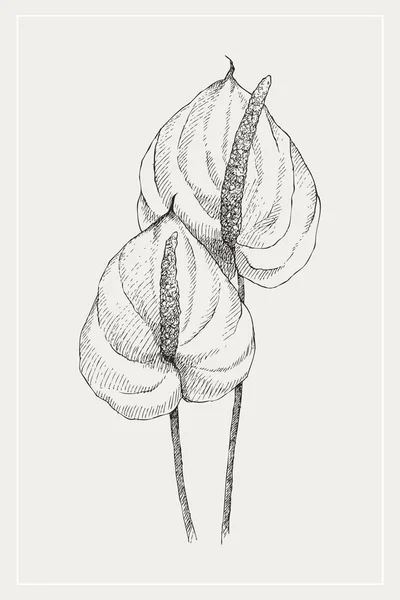 Ανθούριο λουλούδι vintage εικονογράφηση βοτανική. Έννοια των λουλουδιών. Botanica έννοια. Διανυσματική σχεδίαση. — Διανυσματικό Αρχείο