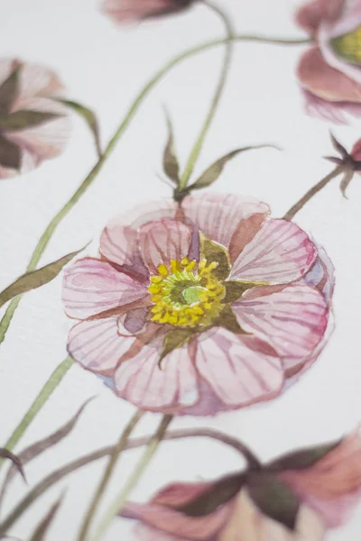 Flor selvagem pintada com aquarela, pincel, isolada sobre fundo branco . — Fotografia de Stock