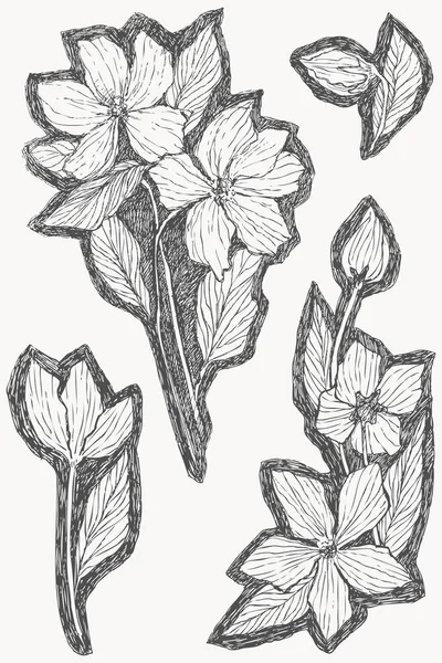 Set vintage botanische illustratie bloem. Bloem concept. Botanica-concept. Vector design. — Stockvector