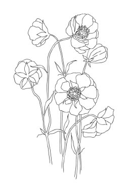 Vintage botanik doğrusal illüstrasyon çiçek. Çiçek kavramı. Botanica kavramı. Vektör tasarımı.