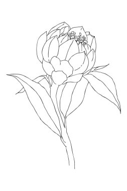 Vintage botanik doğrusal illüstrasyon egzotik çiçek. Çiçek kavramı. Botanica kavramı. Vektör tasarımı.