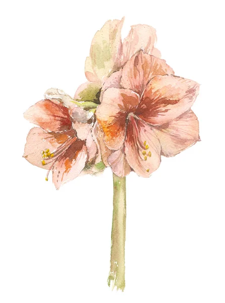 Lily Flower. Illustration florale aquarelle. Elément décoratif floral. Concept de fleur. Concept botanique . — Photo